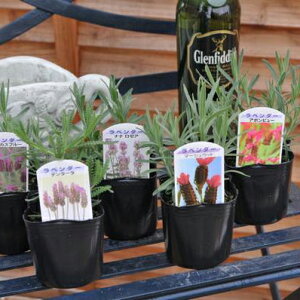 x_[낢Ȏ 5Zbg ԕc n[u  ̔ ʔ 