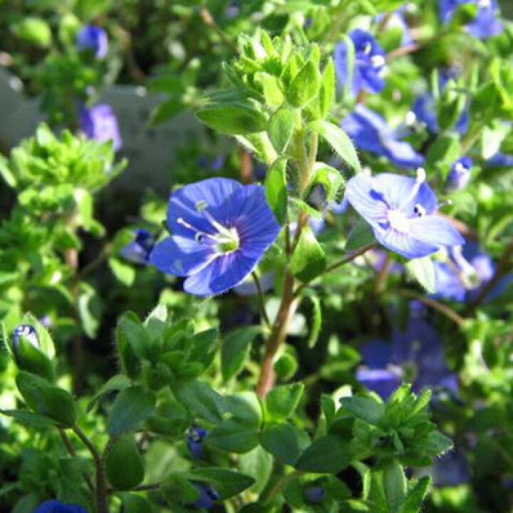 楽天市場 ベロニカ オックスフォードブルー苗 花芽付き 多年草 ブルーの小花 毎年地を這うように広がりブルーの小花を株一面に咲かせてくれます 販売 通販 種類 母の日 花 ガーデニング岐阜緑園