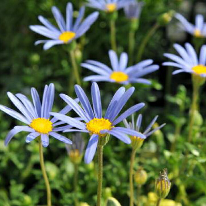 楽天市場 ブルーデージー苗 四季咲き性で次々咲くブルーの花が魅力的 花芽付き 花苗 販売 通販 種類 青 母の日 花 ガーデニング岐阜緑園