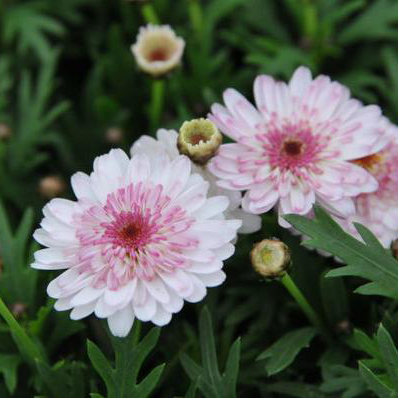 マーガレット 白モモコ 淡い八重咲きの花が魅力的 ガーデニング 花苗 販売 通販 種類 ホワイト ピンク
