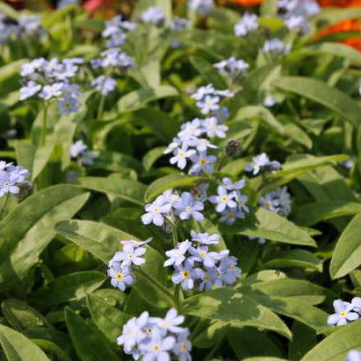 楽天市場 忘れな草 モナミブルー苗 ワスレナグサ 耐寒性多年草 ブルーの小花が寄せ植えに ガーデニング 花 フラワー 販売 通販 種類 母の日 花 ガーデニング岐阜緑園