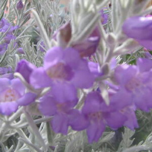 GtBjxAcтɕꂽtƃp[v̉   u[ ԕc ̔ ʔ  ϊΒ