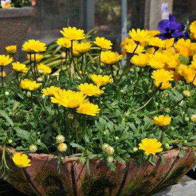 楽天市場 クリサンセマム ムルチコーレ4株セット イエロー 黄色 花苗 花芽付き 横に這うように広がり次々色鮮やかな花を咲かせてくれます 販売 通販 種類 母の日 花 ガーデニング岐阜緑園
