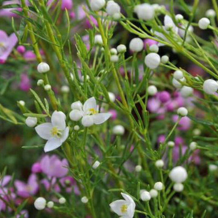 楽天市場 ボロニア ピナータホワイト苗 星咲きの純白の花 ガーデニング 花苗 母の日 花 ガーデニング岐阜緑園