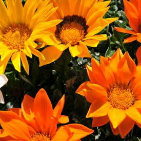 超巨大輪ガザニア 花苗 色鮮やかな大輪蛍光色 多年草 販売 通販 種類