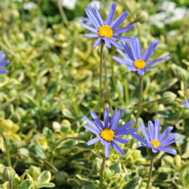 斑入りブルーデージー カシオペア苗 寄せ植えの人気者 葉色も綺麗で四季咲き性 花苗 多年草 販売 通販 種類