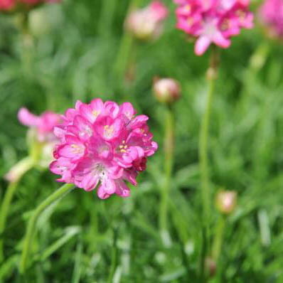 楽天市場 アルメリア ピンク苗 花苗 耐寒性常緑多年草 花芽付き 花 フラワー 販売 通販 種類 桃色 さくら色 母の日 花 ガーデニング岐阜緑園 楽天市場 アルメリア ピンク苗 花苗 耐寒性常緑多年草 花芽付き 花 フラワー 販売 通販 種類 桃色 さくら色 母の日 花 ガーデニング岐阜緑園
