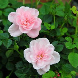 ミニバラ ミスピーチ姫4号サイズ ピンク 鉢植え 鉢花 バラ 優しい花色 小さなプチプレゼントにも最適 販売 通販 種類