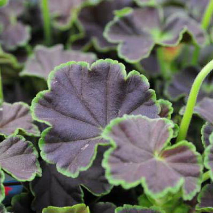 楽天市場 チョコレートゼラニューム苗 ゼラニウム 花苗 寄せ植えのワンポイントに人気です 赤い花も咲かせてくれます 販売 通販 種類 母の日 花 ガーデニング岐阜緑園