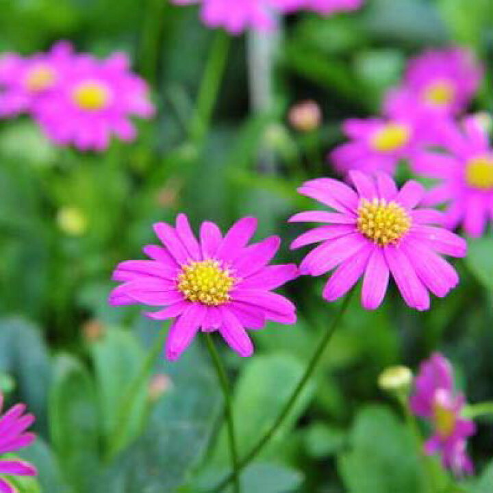 楽天市場】ブラキカム マジェンタピンク苗 多年草 花芽付き 花苗 販売  