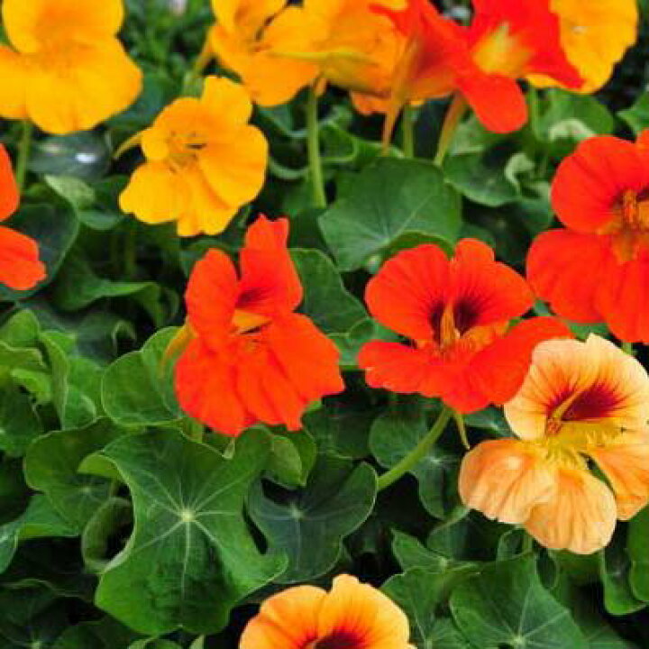 楽天市場 花も葉も食べられるハーブ ナスタチューム 花苗 ハンギングの一番人気 花芽付き 販売 通販 種類 母の日 花 ガーデニング岐阜緑園