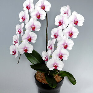 Ӓ 傤 ԁIԐFIׂӒE2{E2LE18ֈȏ 蕨  v[g Mtg JXj JƏj JXt[Mtg t[