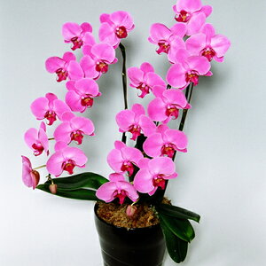 Ε遚ԁIԐFIׂӒE2{E3LE22ֈȏ 蕨  v[g Mtg JXj JƏj JXt[Mtg t[