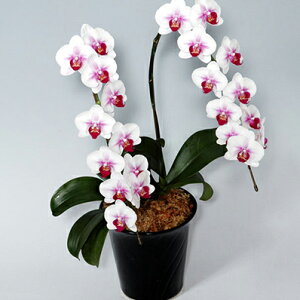 Ӓ 傤 ԁIԐFIׂӒE2{E3LE~fB 蕨  v[g hV̓ Mtg JXj JƏj JXt[Mtg t[