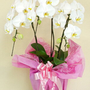 Ӓ 傤 ԁIԐFIׂӒE3{ELE~fB 蕨  v[g Mtg JXj JƏj JXt[Mtg t[