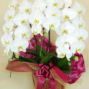 Ӓ 傤 ԁIԐFIׂӒE3{E3LE33ֈȏ 蕨  v[g Mtg JXj JƏj JXt[Mtg t[