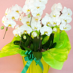 Ε遚ԁIԐFIׂӒE5{ELE~fB 蕨  v[g Mtg JXj JƏj JXt[Mtg t[