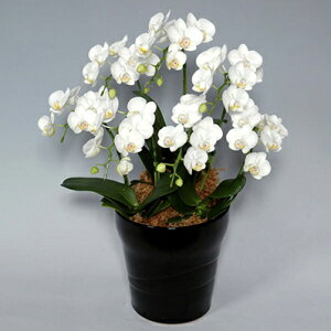 Ε遚ԁIԐFIׂӒE7{ELE~fB 蕨  v[g Mtg JXj JƏj JXt[Mtg t[