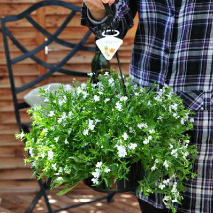 楽天市場 ボリューム満点 宿根ロベリア ホワイトスター6号吊鉢植え 鉢花 母の日 花 ガーデニング岐阜緑園