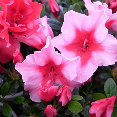 楽天市場 アザレア カメレオン4号鉢植え 鉢花 色鮮やかな複色咲き 豪華な花を楽しませてくれます 鉢花 販売 通販 種類 母の日 花 ガーデニング岐阜緑園
