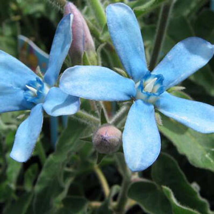楽天市場 オキシペタラム ブルースター 花苗 輝く様なスカイブルーの花が魅力のオキシペタラム こぼれ種でも増え毎年楽しめる丈夫な花です 夏の花 おしゃれ 青 販売 通販 種類 母の日 花 ガーデニング岐阜緑園