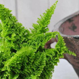 楽天市場 ネフロレピス 花 観葉植物 花 ガーデン Diy の通販