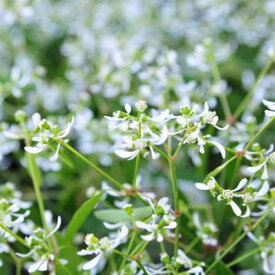 楽天市場 ユーフォルビア ダイアモンドフロスト 種の通販