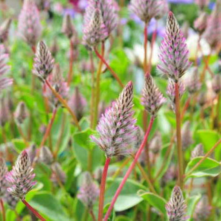 楽天市場 プチロータス ジョーイ 花苗 可愛らしい尖ったピンクが魅力的で寄せ植えに最適なプチロータス 多年草 花芽付きプチロータス 販売 通販 種類 母の日 花 ガーデニング岐阜緑園