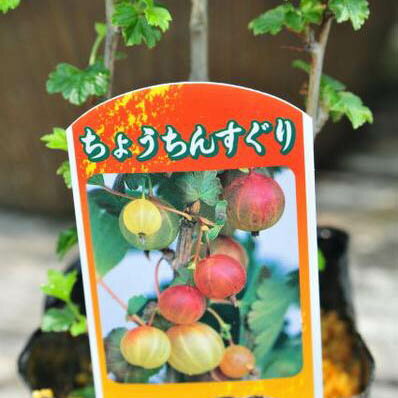 楽天市場 透明感ある実 ちょうちんすぐり苗 果物 スグリ 種類 母の日 花 ガーデニング岐阜緑園 楽天市場 透明感ある実 ちょうちんすぐり苗 果物 スグリ 種類 母の日 花 ガーデニング岐阜緑園