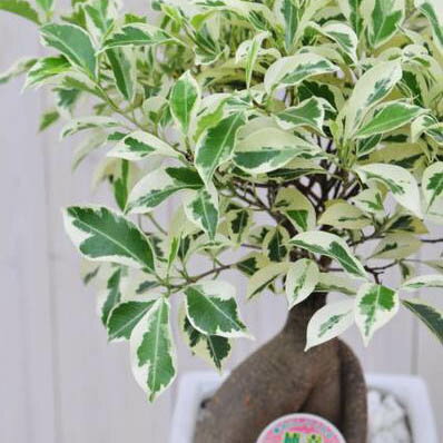 楽天市場 ビックなボリューム 斑入りニンジンガジュマル6号陶器鉢 観葉植物 母の日 花 ガーデニング岐阜緑園