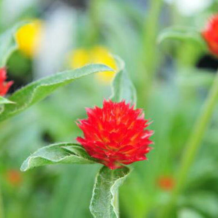 楽天市場 千日紅 ストロベリーフィールド センニチコウ 花苗 千日紅苗 切り花やドライフラワーに人気のセンニチコウ苗 母の日 花 ガーデニング岐阜緑園