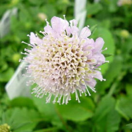 楽天市場 花苗 ガーデニング苗 スカビオサ 母の日 花 ガーデニング岐阜緑園