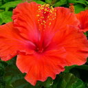 ハイビスカス サマーレッド　鉢花 4号サイズ 鉢植え 色鮮やかな夏の花 販売 通販 種類