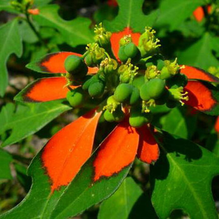 楽天市場 こぼれ種で毎年良く増える花 ショウジョウソウ 苗 花苗 母の日 花 ガーデニング岐阜緑園