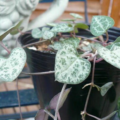 楽天市場 ハートカズラ苗 ハートが連なる可愛い植物 ハートカズラ 花苗 種類 ハートカズラ 母の日 花 ガーデニング岐阜緑園