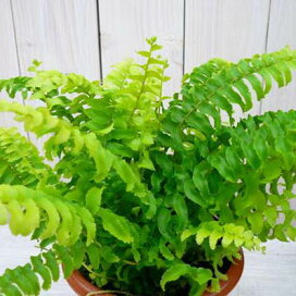 楽天市場 観葉植物 母の日 花 ガーデニング岐阜緑園