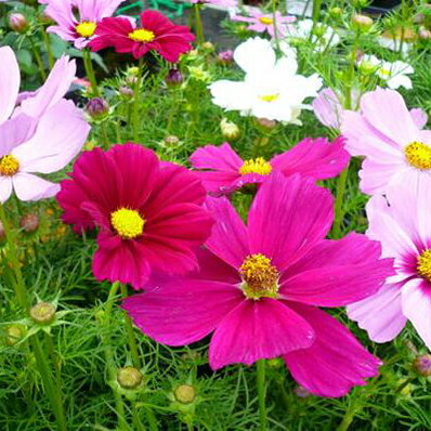 楽天市場 コスモス ミックス Mix 寄せ植え 4号サイズ 鉢植え 鉢花 コスモス Cosmos Bowl Flower こすもす 販売 通販 種類 母の日 花 ガーデニング岐阜緑園