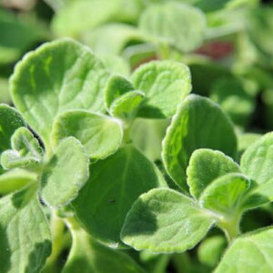 A}eBJX@ԕc@A}̍肪y߂svcȐA@A}eBJX@LEoIKm