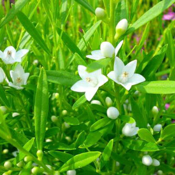 楽天市場 サザンクロス ホワイト苗 星咲きの小花 花苗 サザンクロス 花芽付き 常緑小低木 冬越し可 白 母の日 花 ガーデニング岐阜緑園