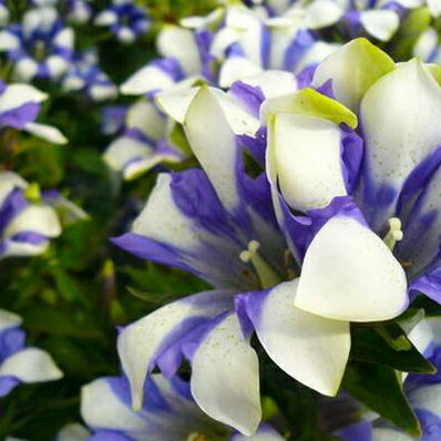 楽天市場 白とブルーの複色咲き リンドウ ここみ白寿苗 花苗 母の日 花 ガーデニング岐阜緑園