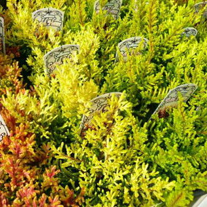 gtJ[i3Zbg 񂹐AɍœKyԕczy[tzy[tvczyΒ؁z