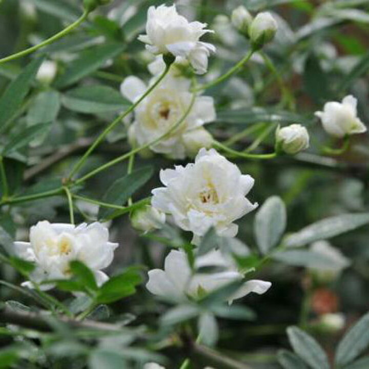 楽天市場 白花 モッコウバラ 花苗 丈夫なつる性でトレリスやアーチ仕立てに最適なバラです 販売 通販 種類 母の日 花 ガーデニング岐阜緑園 楽天市場 白花 モッコウバラ 花苗 丈夫なつる性でトレリスやアーチ仕立てに最適なバラです 販売 通販 種類 母の日 花 ガーデニング岐阜緑園