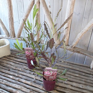 ɍgtt́hhiGA vvAcyԕcz