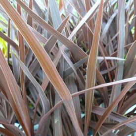 コルジリネ レッドスター 観葉植物 リーフプランツ コルディリネ 販売 通販 種類