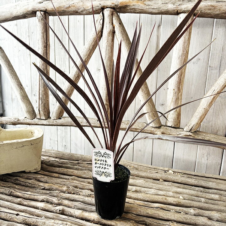 楽天市場 コルジリネ レッドスター 観葉植物 リーフプランツ コルディリネ 販売 通販 種類 母の日 花 ガーデニング岐阜緑園