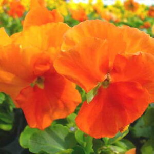 pW[@fB[vIW4pW[ c NxDAY_ƁAyԕczypW[czyށz