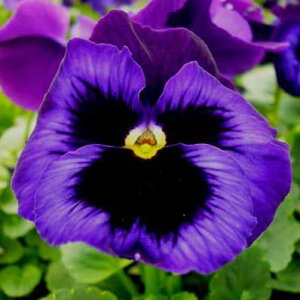 pW[@lI4pW[ c NxDAY_ƁAyԕczypW[czyށz