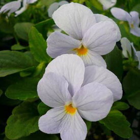 楽天市場 ビオラ ヘブンリーブルーの通販