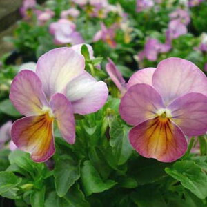 rI@sNAeB[N4rI c NxDAY_ƁAyԕczyrIczyށz