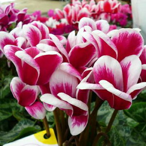 VN t@^WAbh5TCYAyԁzF炫 ̔ ʔ 